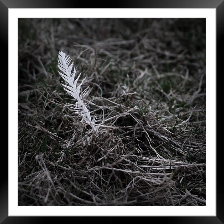 Feathery Framed Mounted Print by Dave Livsey