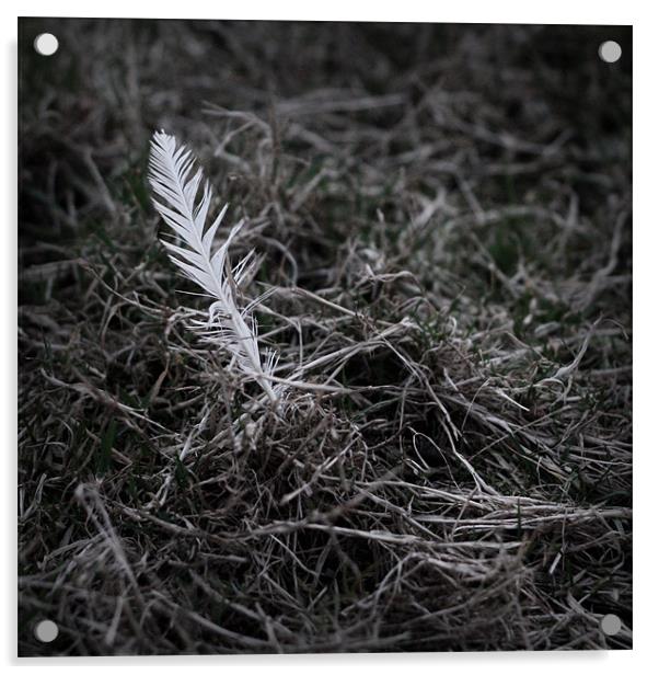Feathery Acrylic by Dave Livsey