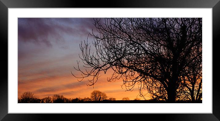 The same tree again... Framed Mounted Print by Dave Livsey