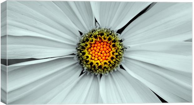 Yellow Central Canvas Print by Louise Godwin