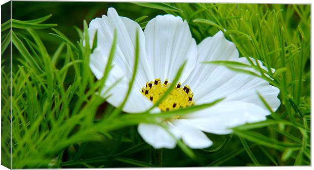 Cosmos In The Grass Canvas Print by Louise Godwin