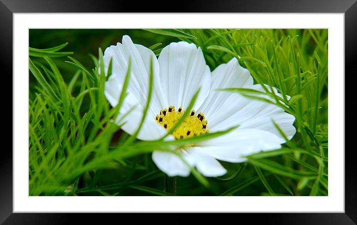 Cosmos In The Grass Framed Mounted Print by Louise Godwin