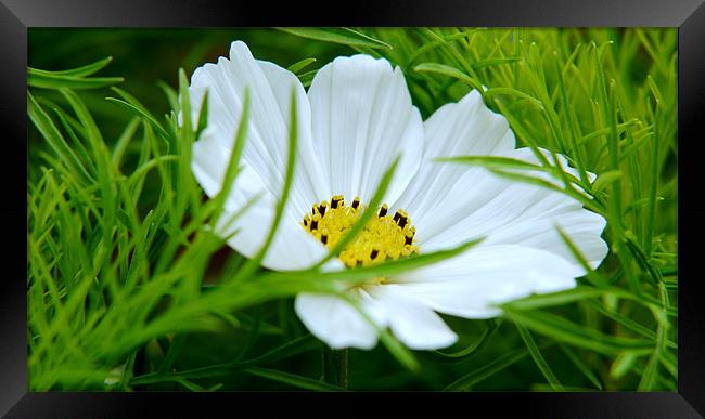 Cosmos In The Grass Framed Print by Louise Godwin
