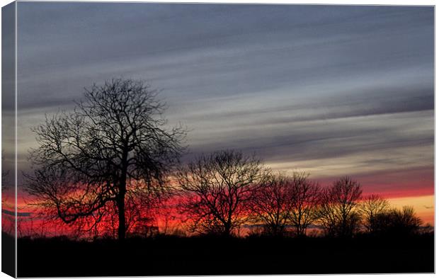 Sunset Through Trees Canvas Print by Darren Burroughs