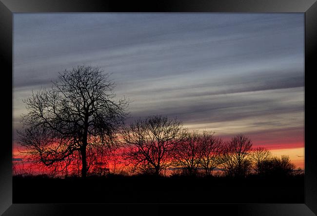 Sunset Through Trees Framed Print by Darren Burroughs