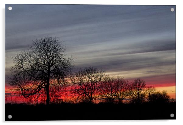 Sunset Through Trees Acrylic by Darren Burroughs