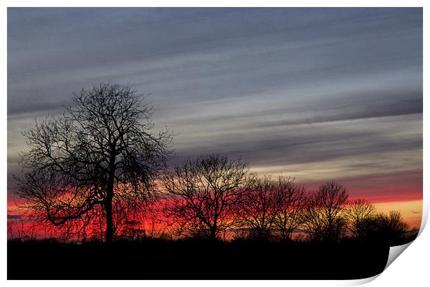 Sunset Through Trees Print by Darren Burroughs
