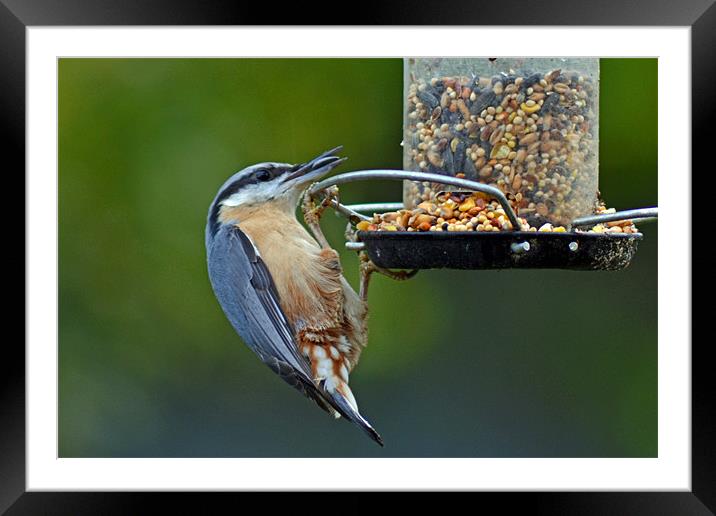 Nuthatch Framed Mounted Print by Darrin Collett