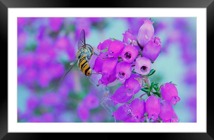 Hover & Heather Framed Mounted Print by Louise Godwin