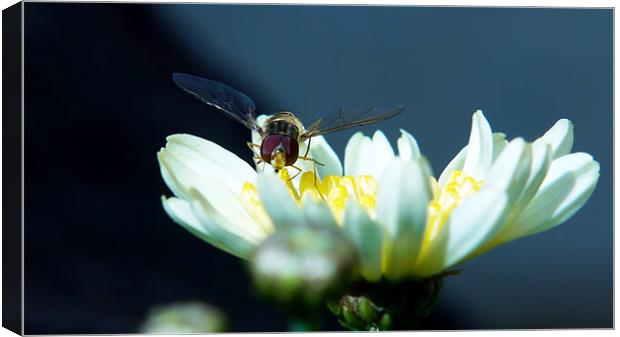 Resting Hoverfly Canvas Print by Louise Godwin