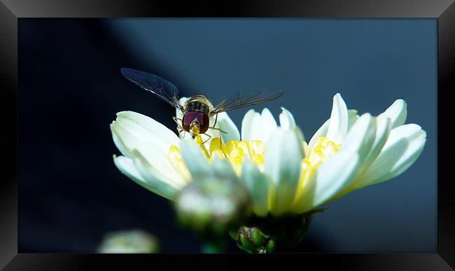 Resting Hoverfly Framed Print by Louise Godwin