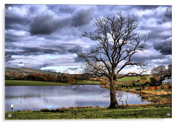 Lakeside Lone Tree Acrylic by Sandi-Cockayne ADPS