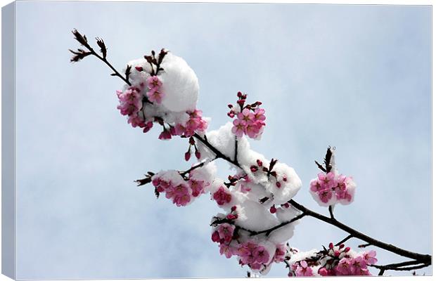 Winter cherry blossom Canvas Print by Tony Bates
