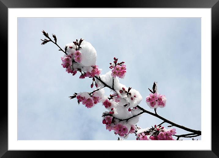 Winter cherry blossom Framed Mounted Print by Tony Bates