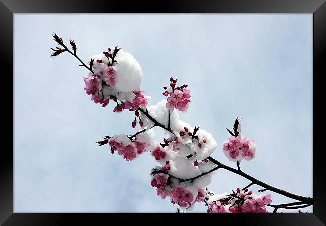 Winter cherry blossom Framed Print by Tony Bates