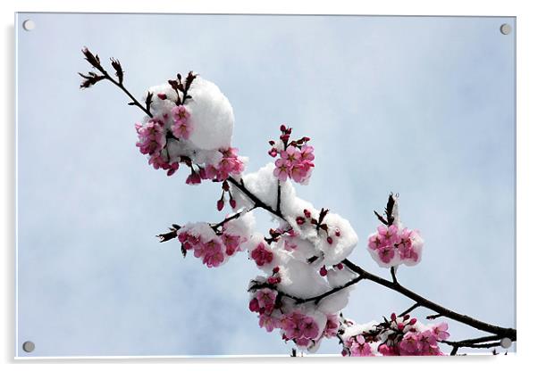Winter cherry blossom Acrylic by Tony Bates