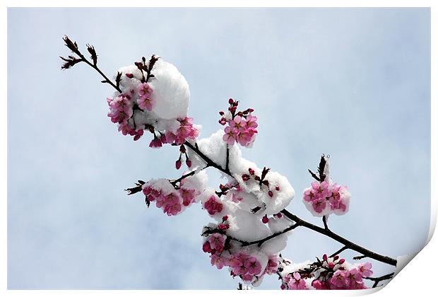 Winter cherry blossom Print by Tony Bates