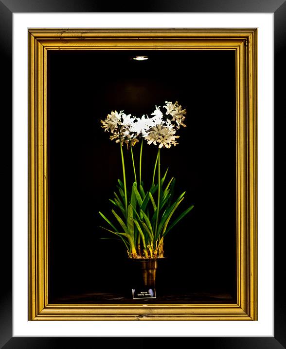 Nerrine in Frame Framed Mounted Print by Dawn O'Connor