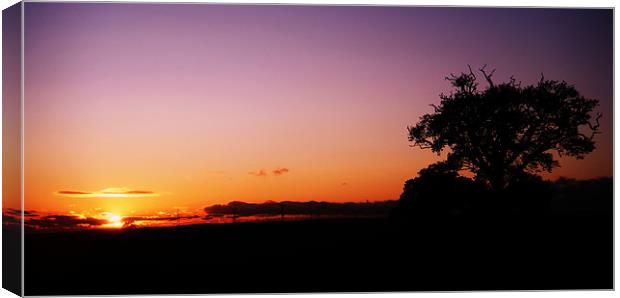 lonesome tree Canvas Print by Martin Parkinson