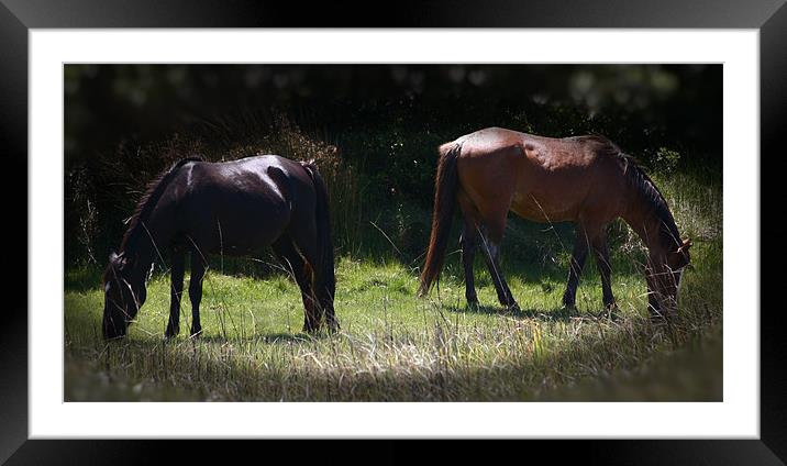 Wild Horses Grazing Framed Mounted Print by Thomas Grob