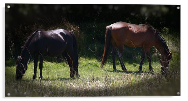 Wild Horses Grazing Acrylic by Thomas Grob