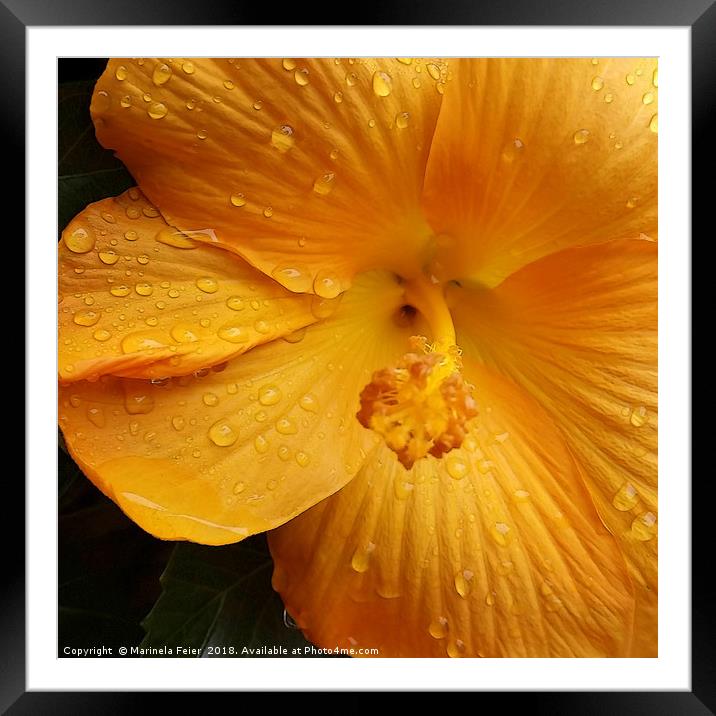 raindrops on yellow petals Framed Mounted Print by Marinela Feier