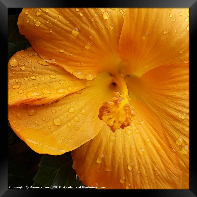 raindrops on yellow petals Framed Print by Marinela Feier