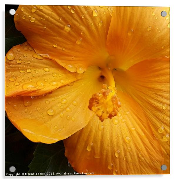 raindrops on yellow petals Acrylic by Marinela Feier