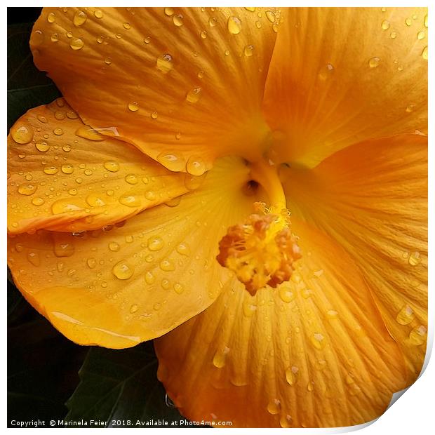 raindrops on yellow petals Print by Marinela Feier