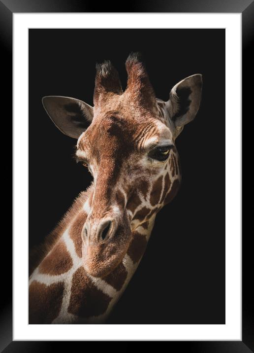 Portrait of a giraffe on a black background. Framed Mounted Print by Karina Knyspel