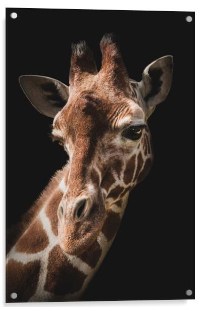 Portrait of a giraffe on a black background. Acrylic by Karina Knyspel
