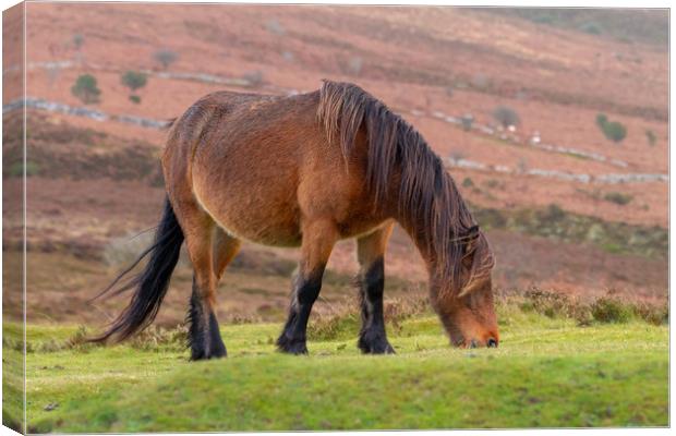 Dartmoor Pony Canvas Print by Images of Devon