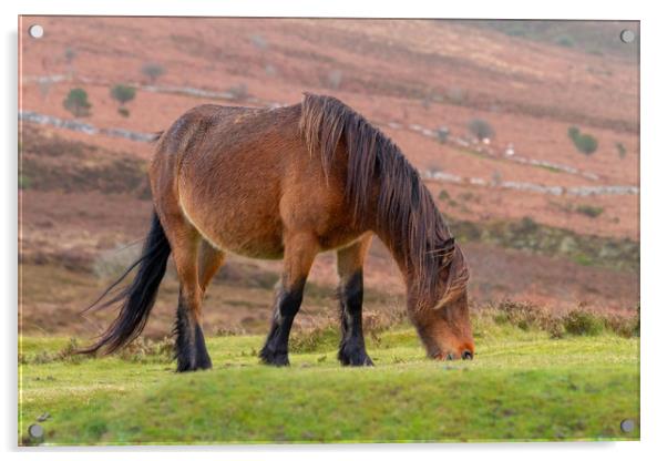 Dartmoor Pony Acrylic by Images of Devon