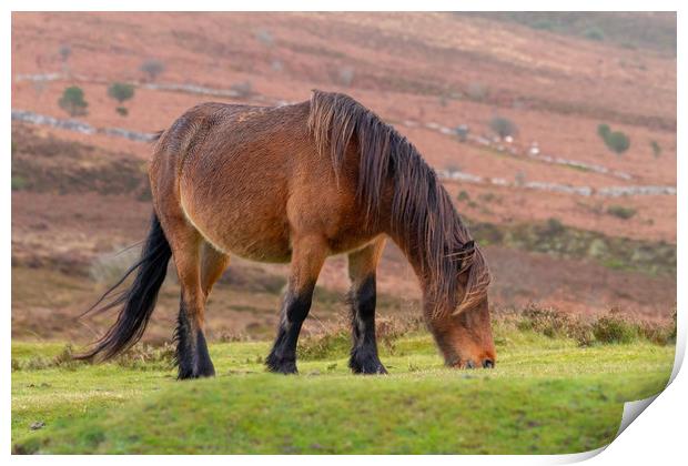 Dartmoor Pony Print by Images of Devon
