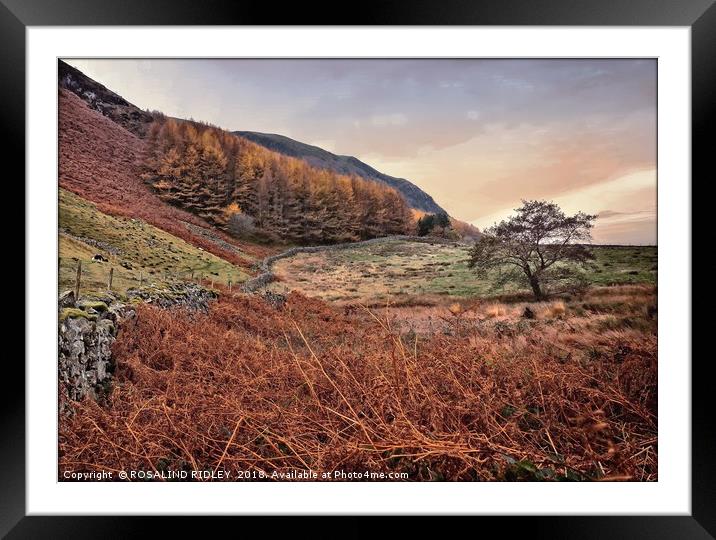 "Tree on Cleator Moor" Framed Mounted Print by ROS RIDLEY