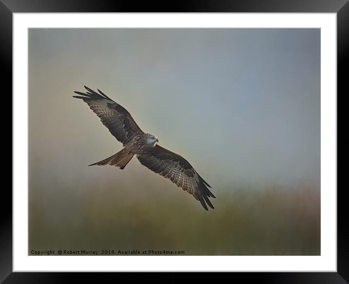Red Kite2   Framed Mounted Print by Robert Murray