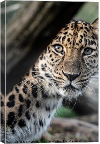 Jaggy the Jaguar Canvas Print by Becky Louise 