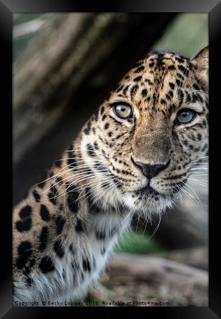 Jaggy the Jaguar Framed Print by Becky Louise 