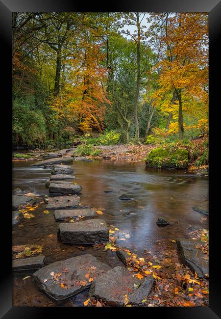 Rivelin Stepping Stones  Framed Print by Paul Andrews