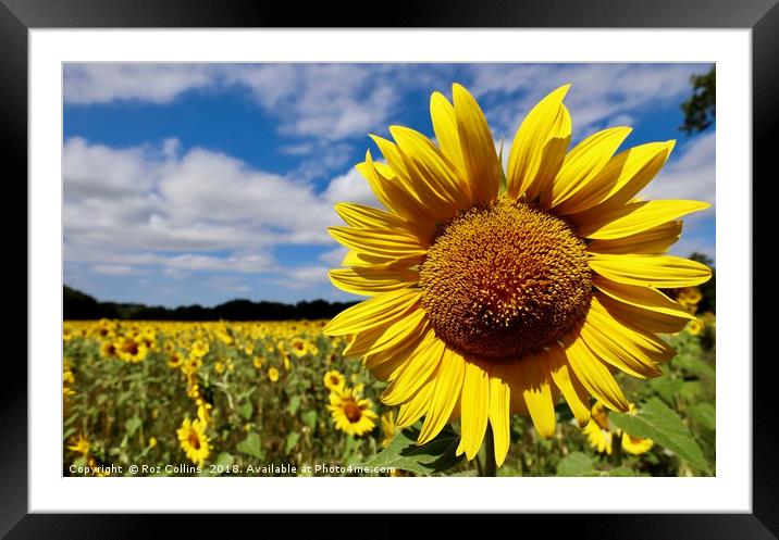 Sunflowers  Framed Mounted Print by Roz Collins