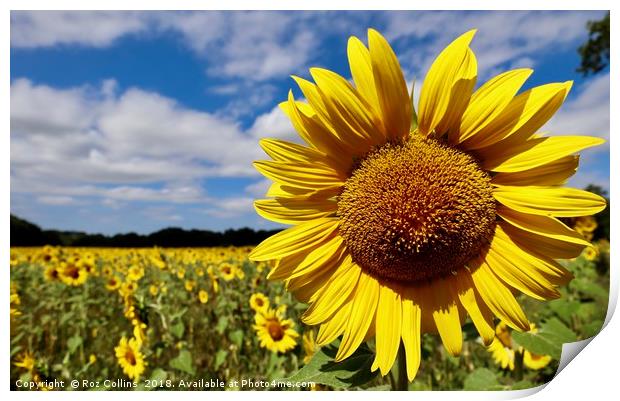 Sunflowers  Print by Roz Collins