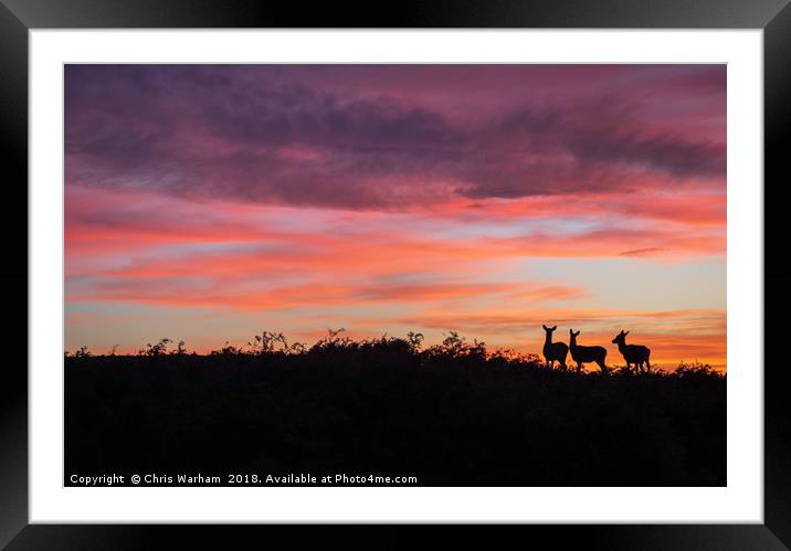 Deer at sunset Framed Mounted Print by Chris Warham