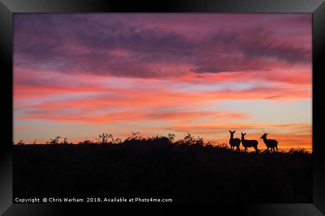 Deer at sunset Framed Print by Chris Warham