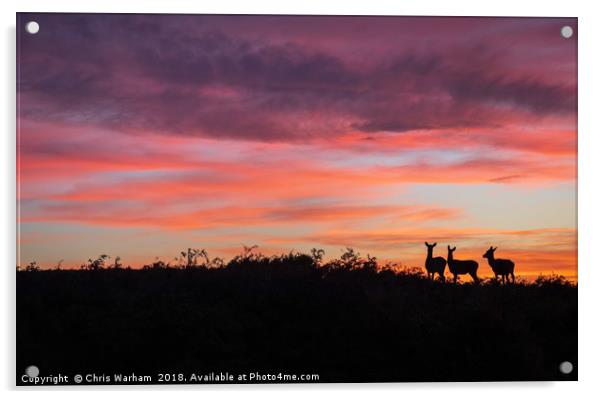 Deer at sunset Acrylic by Chris Warham