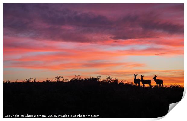Deer at sunset Print by Chris Warham