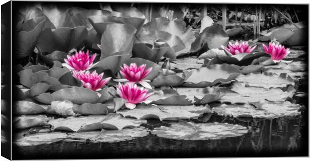 Pink Water Lilies Canvas Print by David Jeffery