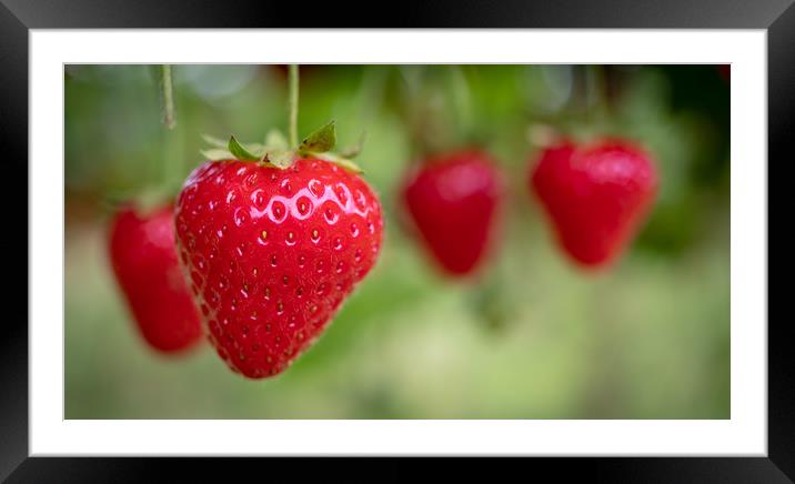 Summer Strawberries Framed Mounted Print by David Jeffery