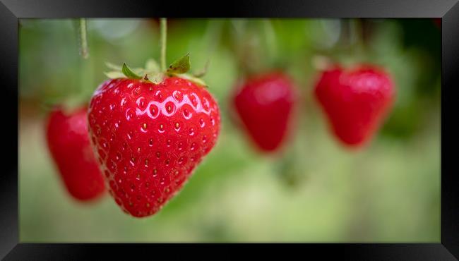 Summer Strawberries Framed Print by David Jeffery
