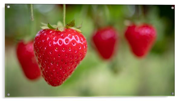 Summer Strawberries Acrylic by David Jeffery