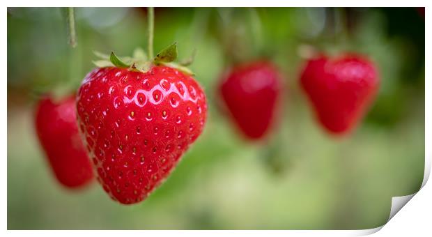 Summer Strawberries Print by David Jeffery